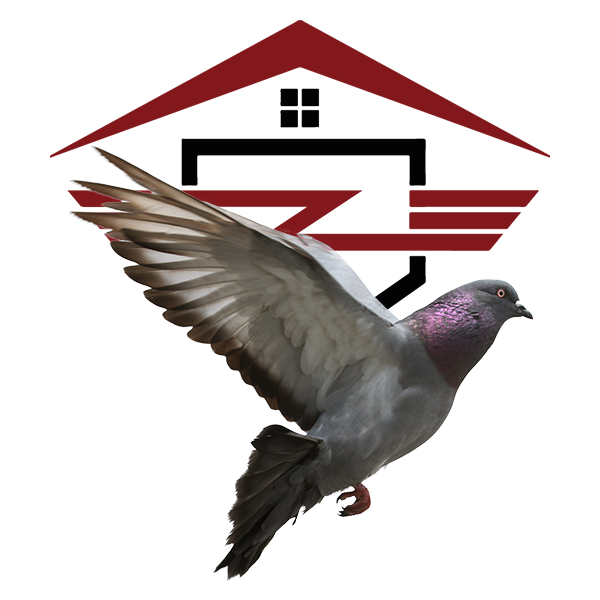 pigeon image wildlife removal and trapping reynoldsburg, oh