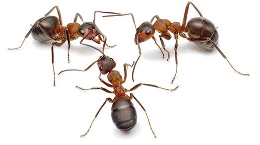 Reynoldsburg Ant Control Services