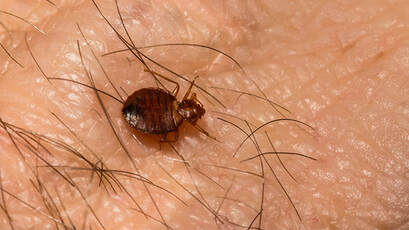 bed bug extermination reynoldsburg oh - bedbug