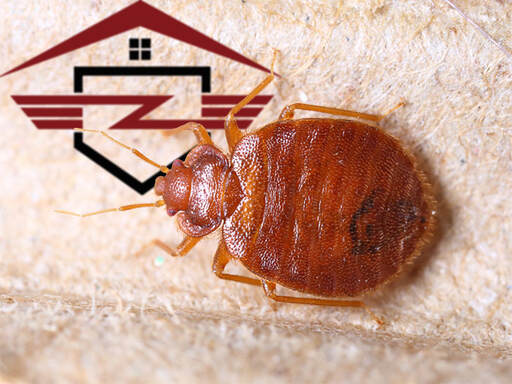 bed bug control reynoldburg oh - bedbug