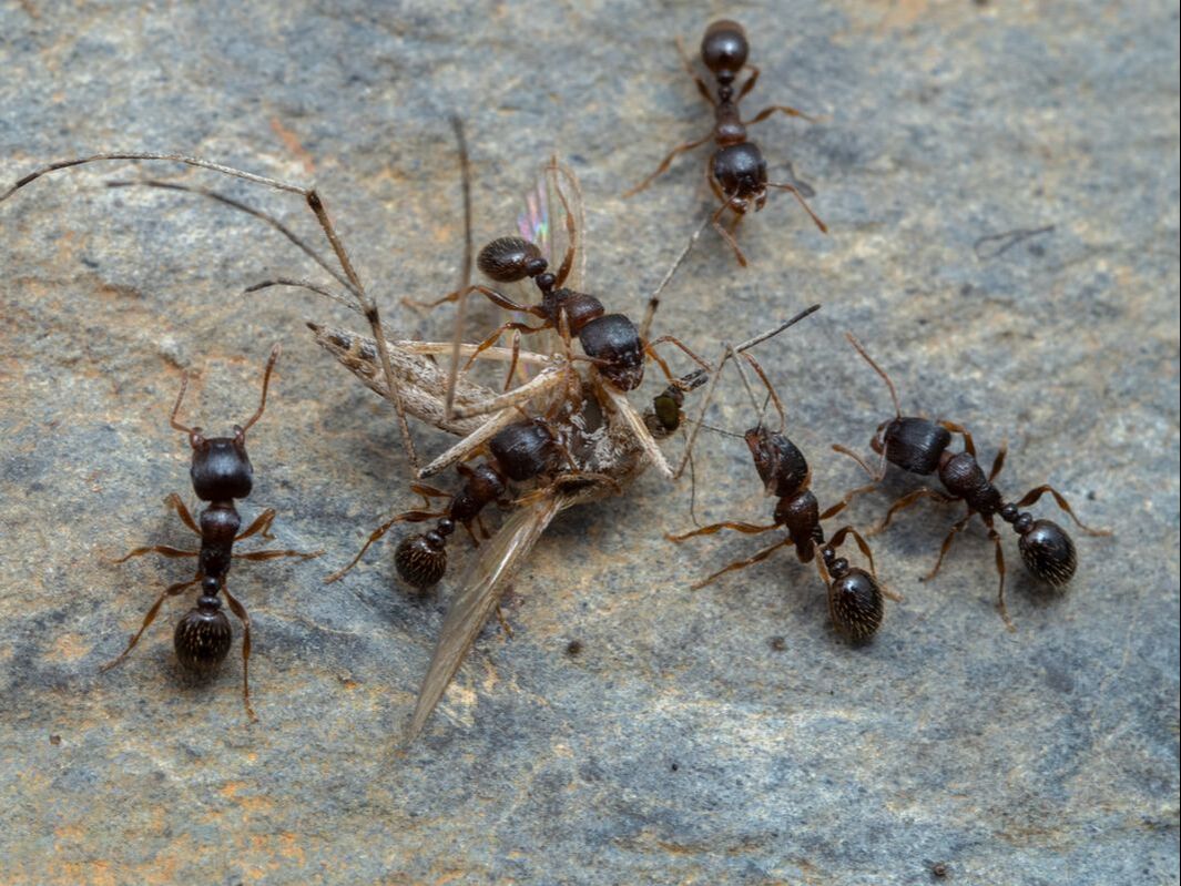 Pavement Ants - Reynoldsburg Ant Control 