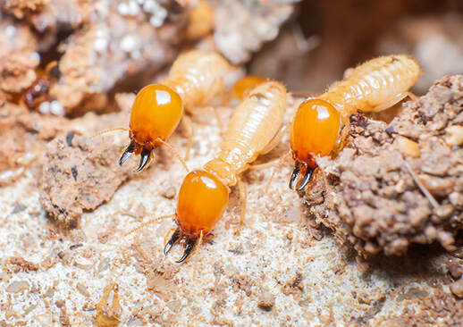termite control reynoldsburg oh - soldiers