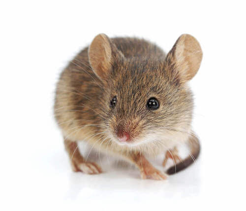 Hebron Exterminating Service - Rodent Control Near Me