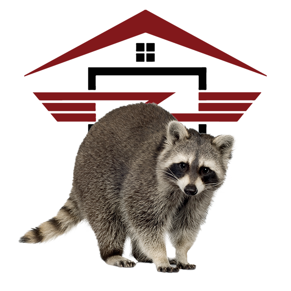 raccoon image wildlife removal and trapping reynoldsburg, oh