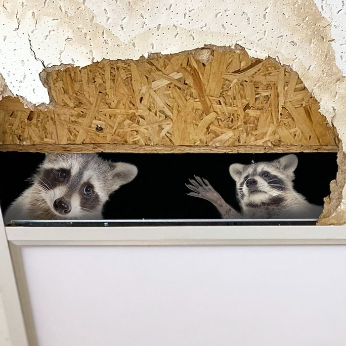 raccoons in attic wildlife removal and trapping reynoldsburg, oh
