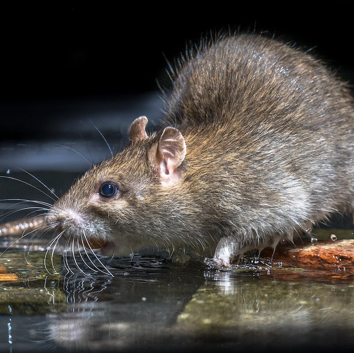 Pest Control Rat Exterminators