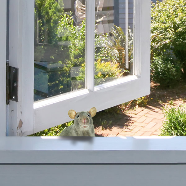 rat peeking in window rodent control reynoldsburg, oh